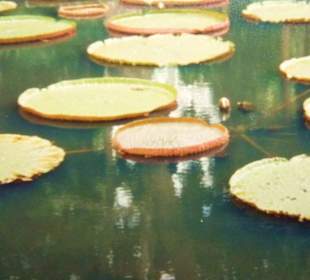 Seerose Victoria regia