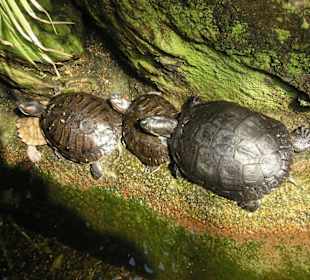 Schildkröten im Tropenhaus
