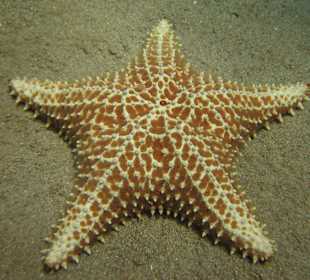 Unterwasserwelt Sosua Divecenter Merlin