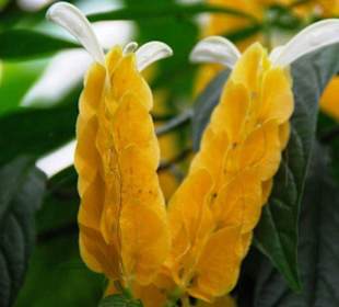 Schmetterlingshaus Blumenpracht