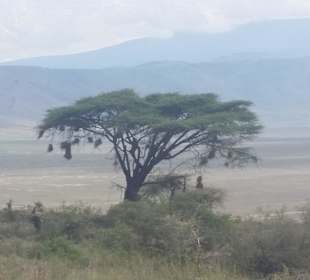 Ngorongoro Krater