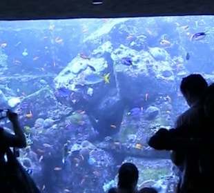The Lost Chambers Aquarium 