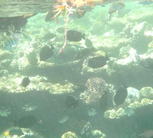 Fische 