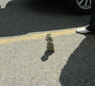 Wäre fast ins Auto geklettert