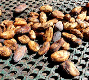 Trocknung der Cacao-Bohnen