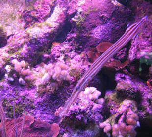 Natur- und Erlebnispark Xcaret
