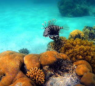 Schnorcheln Marsa Alam