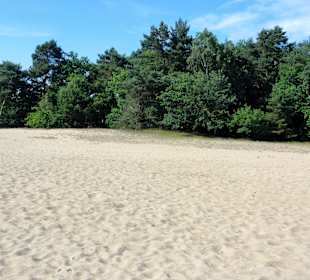 Die Verdener Dünen im Stadtwald