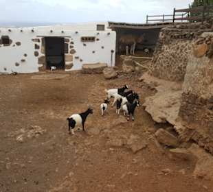 In den Ställen leben Ziegen und Dromedare