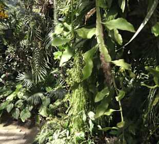 Botanischer Garten der Universität Zürich
