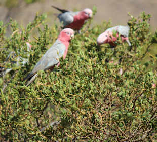 Cape Range NP