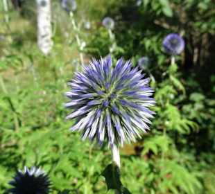 Rundgang durch den Ökologisch-Botanischen Garten