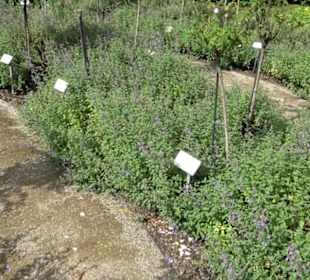 Rosengarten auf der Roseninsel