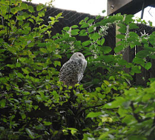 Tierpark Olderdissen