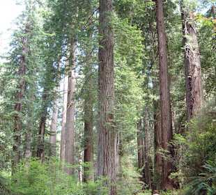 Parco nazionale Redwood