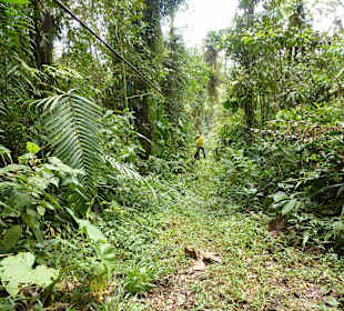 Wanderung durch den Nebelwald/Regenwald