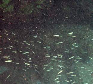 Šnorchlování v oblasti Kalithea