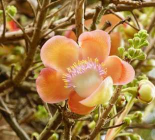 Kanonenkugelbaum (Blüte)