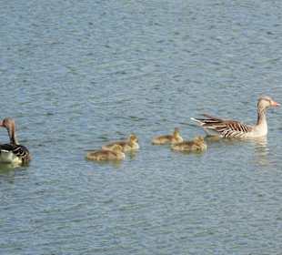 Eindrücke vom Rundgang im Seenpark