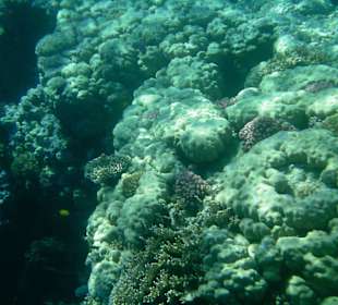 Unterwasserimpressionen 