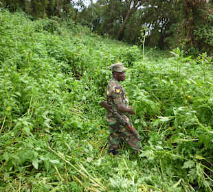 So sieht der Weg aus