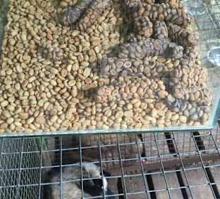 Tierische Kaffeeproduktion