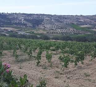 Führung Weinkellerei Boutari