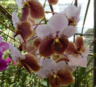 Orchideen der Sai Nam Phung Orchid Farm