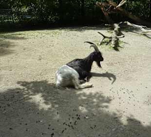 Walliser Schwarzhalsziege