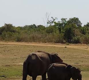 Nationalpark Udawalawe