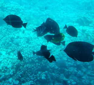 Schnorcheln Abu Soma