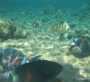 Riff Korallen - Hotel Citadel Azur Resort