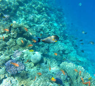 Hausriff vor Bel Air Azur Resort