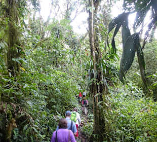 Wanderung durch den Nebelwald/Regenwald