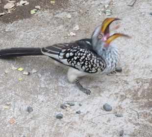 Vogel 