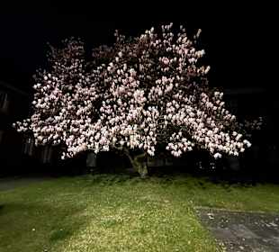 Stadtrundgang Münster