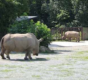Zoo Dvůr Králové