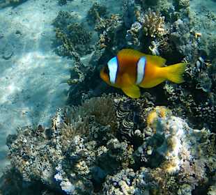 Schnorcheln El Quseir