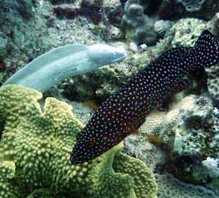 Schnorcheln Makadi Bay