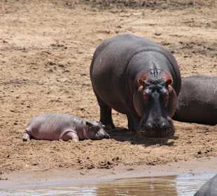 Hippos in Massen am Mara river
