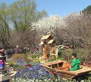 Die ersten Blüten im Botanischen Garten Bejing