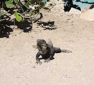 Bin ich nicht schick?