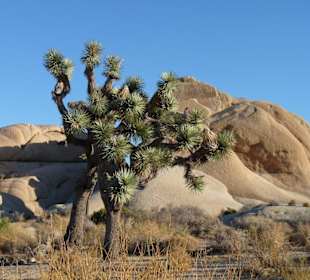 Joshua Tree N.P.