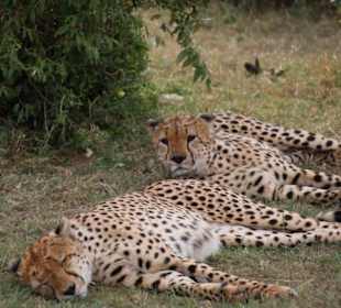 Geparden beim dösen