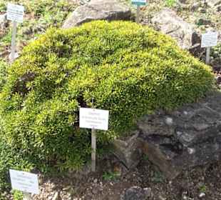 Alpinum