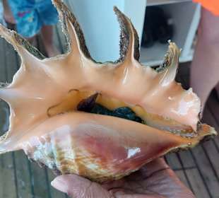 Schnorcheln Hurghada