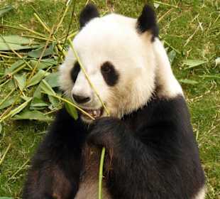 Panda simbolo del parco