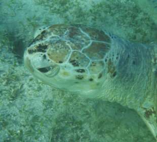 Schildkröte in der Schildkrötenbucht
