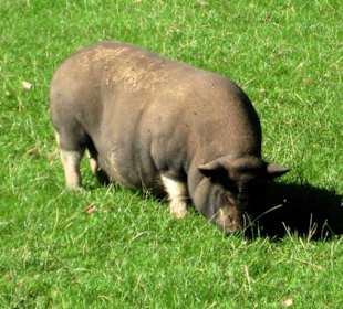 Ein Hängebauchschwein