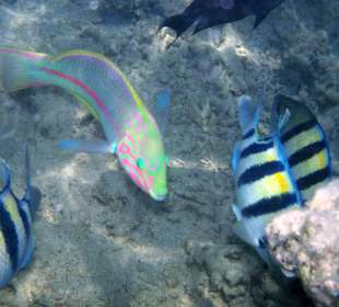 Zdjęcia rafy wykonane przeze mnie pod wodą